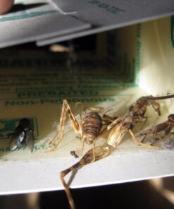 Catchmaster Mouse & Insect Super Glue Traps 30PK, Mouse Traps Indoor for Home, Extra Strength Sticky Pest Control Adhesive Tray for Catching Bugs, Rats & Rodents, Non Toxic Bulk Pre-Baited Glue Boards 56 71KPMUuTfVL