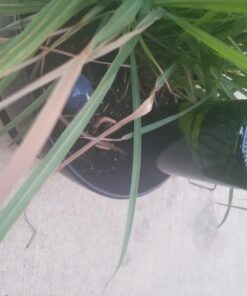 REMIAWY Plant Watering Devices 6 Pack Terracotta Vacation Plant Waterer Wine Bottle Watering Stakes Slow Release Plant Watering Spikes Perfect Self Watering Devices for Indoor Outdoor Plants 43 71KPeWUZudL