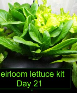 AeroGarden Heirloom Salad Greens Mix Seed Pod Kit - Salad Kit for AeroGarden Indoor Garden, 7-Pod 35 71KSxVoZGRL