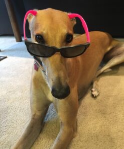 Rhode Island Novelty Assorted Neon Sunglasses, Pack of 12 25 71KUANnYDvL