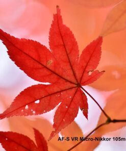 Nikon AF-S VR Micro-NIKKOR 105mm f/2.8G IF-ED Lens Lens Only 39 71KUeAkEn9L