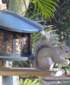 Woodlink Squirrel Diner Feeder Model 75590 beige 42 71KUlJsoIL