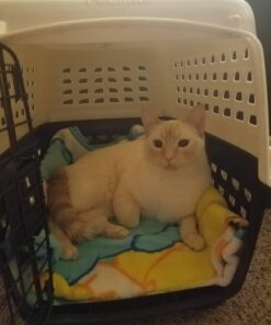 Petmate Compass Fashion Kennel Cat and Dog Kennel, 10-20 lb., Pearl White/Black, Made in USA 20.0"L x 12.5"W x 13.5"H 39 71KVT1qYqUL