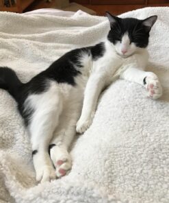 Bedsure Sherpa Fleece Throw Blanket for Couch - Thick and Warm Blanket for Winter, Soft and Fuzzy Throw Blanket for Sofa, Fall Throw Blanket, Grey, 50x60 Inches Throw (50" x 60") Dark Grey 26 71KXnlbaCTL