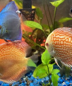 API AQUARIUM SALT Freshwater Aquarium Salt 67-Ounce Box (Packaging May Vary) 67 oz Aquarium Treatment 33 71Kdrtm8xuL