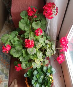 SUPERthrive The Original Vitamin Solution - Liquid Concentrate, May Add to Any Fertilizing Program, 4 fl. oz. 4 Ounces 38 71KeodNDXbL