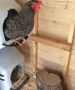 Little Giant® Plastic Chicken Nesting Box | Chicken Nest Box for Laying Hens | Chicken Bed | Egg Laying Chicken Box | Chicken Perch | Nesting Box for Chicken Coops 32 71KfRPHOr4L