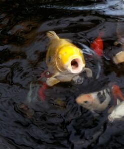 KEDSUM 880GPH Submersible Water Pump(3500L/H, 100W), Ultra Quiet Water Pump with 11.3ft High Lift, Fountain Pump with 5.9 ft Power Cord, 3 Nozzles for Fish Tank, Pond, Aquarium, Hydroponics 37 71KfWF2edSL