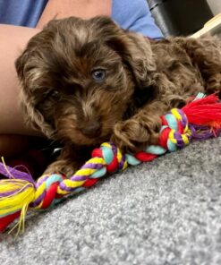 Petstages Orka Mini Dental Dog Chew Toys - 3 Pack Dental Chew 3 Pk 35 71KfwGSonGL