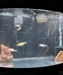 API POND ACCU-CLEAR Pond Water Clarifier 16-Ounce Bottle Pond Treatment 16 oz 27 71KgXHDMgDL