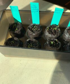 Seed Needs, Bee Balm Seed Packet Collection (3 Individual Varieties of Seed for Planting) Non-GMO & Untreated 29 71KjzpzOuL 1