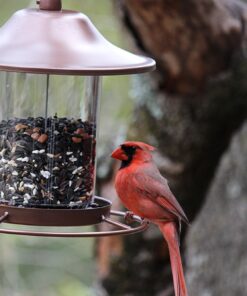 Perky-Pet 312-1SR Outdoor Panorama Wild Bird Feeder - 2 Lb Seed Capacity Brown 43 71KkeFdAzvL