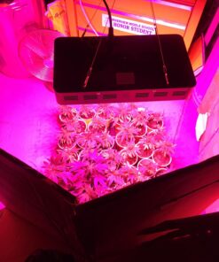 Apollo Horticulture Grow Light Glasses Goggles for Wear Fit Over Glasses for LED Grow Light Room UV400 Grow Room Safety Protective Eyewear for Intense LED Lighting Visual Eye Protection 28 71KleLdI2LL