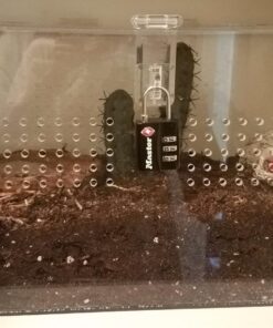 Master Lock Combination Padlock, 1, Black 32 71KmJ2Nm0aL