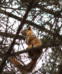 Canon EF-S 55-250mm f/4.0-5.6 is II Telephoto Zoom Lens Base Standard Packaging 58 71KoABceKCL