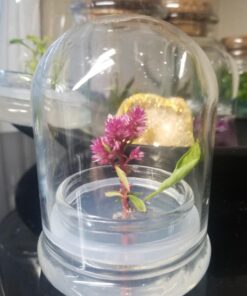 BLOOMIFY Celosia Flower Terrarium, Zero Care, Cockscomb, 4" Jar 36 71KpoNPg8bL