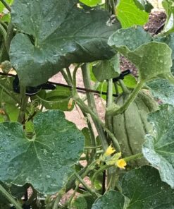 Sago Brothers 40 PCS Plant Clips Garden Clips for Tomato Cage, Tomatoes Clips Plant Support Clips for Bamboo Stakes, Climbing Plants, Vines, Gentle Plant & Flower Trellis Clips for Plant Stalks, Stems SL-40p-(20S+20L) 46 71KpvhfoGrL