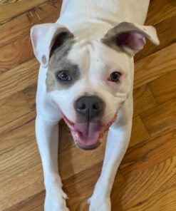 Outward Hound Tail Teaser Durable Dog Wand with Soft Plush Toys 33 71KqB2swceL