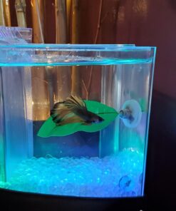 Blue Spotted Betta Plant Leaf Pad for Betta Fish, Tropical Fish Aquariums & Saltwater Fish Aquariums 1 Pack 28 71Kqn8XjhBL