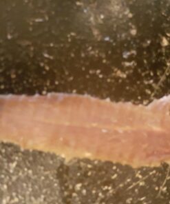 Kingdom Pets Duck Breast Jerky, Premium Treats for Dogs, 40 oz. Bag 42 71KrNkajyOL