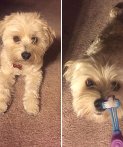 Arm & Hammer for Pets Tartar Control Enzymatic Toothpaste for Dogs | Reduces Plaque & Tartar Buildup | Safe for Puppies | Beef Flavor, 2.5 Ounces Dog Toothpaste Tartar Control - Beef 2.5 Ounce (Pack of 1) 39 71KrcLyRHQL
