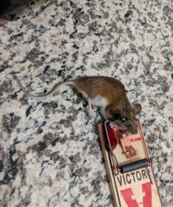 Victor m154 metal pedal mouse trap (8) 8 Traps 17 71KrckWFjCL