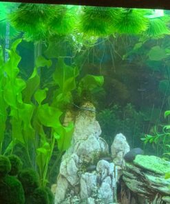 Aponogeton Ulvaceus Bulb - Aquarium Plant for Aquariums with temperatures Under 72F 57 71KsOM0wVL