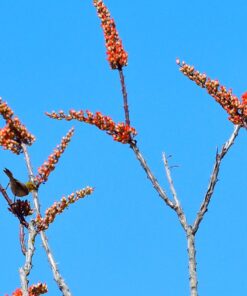 Nikon D500 DX-Format Digital SLR with 16-80mm ED VR Lens Black 90 71KvujbXYRL