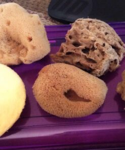 Alternative view of ROYAL BRUSH Watercolor Sponges 6/Pkg 1