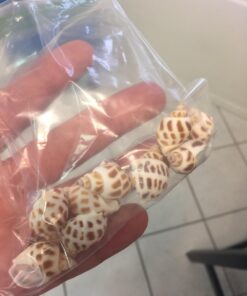 Sea Shells Mixed Beach Seashells - Various Sizes up to 2" Shells -Bag of Approx. 50 Seashells Seashells1 43 71Kz59PkarL