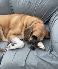 Dna My Dog Essential Test –Breed ID Test Mixed Breed Identification, Personality Traits, for Puppies to Adult Dogs, Non-Invasive Cheek Swab 41 71L0xVh8JlL