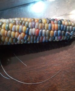 Glass Gem Indian Corn Heirloom Seed - The Most Beautiful Corn in the World! 57 71L0xd8NL