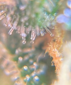 Beileshi 60x Zoom Microscope Magnifier LED + Uv Light Clip-on Micro Lens for Universal Mobile Phones Universal Clamp for iPhone 7s Plus/7s/7/7plus/ 6 6s 6Plus/ 5 Samsun/HTC 39 71L24Tgq0mL