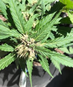 FoxFarm Ocean Forest Potting Soil, 1.5 cu ft, brown/a (FX14000) 37 71L7 Lxy1ZL