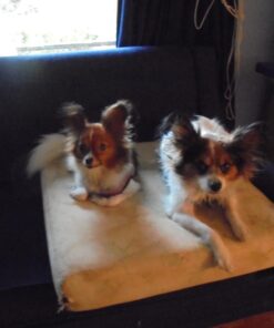 PetSafe Elite Little Dog Spray Bark Collar for Small Dogs from 8 lbs to 55 lbs - Smallest Collar Option - Citronella Spray - No Barking Control Device - PBC00-11283 adjustable 24 71L80uhg7CL