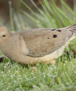 Sigma 150-600mm 5-6.3 Sports DG OS HSM Lens for Canon Canon SLR Mount US Version 92 71L8aPnJLNL