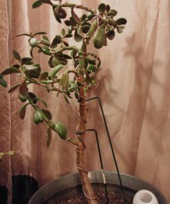 Anodized Aluminum Bonsai Training Wire 5-Size Starter Set with Canvas Bag - 1.0mm, 1.5mm, 2.0mm, 2.5mm, 3.0mm (147 feet total) - Choose Your Color (5 Sizes, Brown) 5 Sizes 29 71L92dTuJ1L