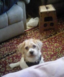 Advantage II Medium Dog Vet-Recommended Flea Treatment & Prevention | Dogs 11-20 lbs. | 4-Month Supply 4-Pack 23 71LA6YSdasL