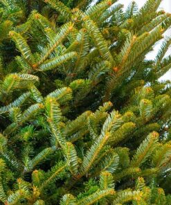 Sony 55mm F1.8 Sonnar T FE ZA Full Frame Prime Lens - Fixed Base 69 71LB OH6HHL