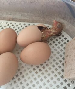 HBlife Digital Egg Incubator for Hatching 9-12 Chicken, Quail and Duck Eggs, with Fully Automatic Egg Turning and Temperature Display, Hatcher for Turkeys, Birds, Parrots and Poultry 51 71LBg54dpL