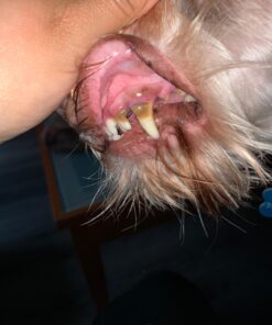 Virbac CET Enzymatic Toothpaste Eliminates Bad Breath by Removing Plaque and Tartar Buildup, Best Pet Dental Care Toothpaste -Beef Flavor, 2.5 Oz Tube (Color Varies) Beef 42 71LD2NJkVYL