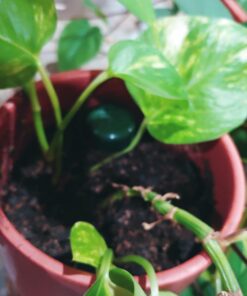 Blumat Classic Plant Watering Stakes | for Everyday Home or Vacation Use | Indoor or Outdoor Water Spikes for Plants | Automatic Drip Irrigation (6 Pack) 6 Pack 43 71LFNMuoEDL