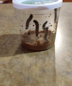 Butterfly Garden: Farm Habitat and Live Cup of Caterpillars – Life Science & STEM Education Butterfly Farm 38 71LFXhZ anL