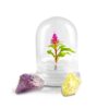 BLOOMIFY Celosia Flower Terrarium, Zero Care, Cockscomb, 4" Jar 2 71LINmO0QhL