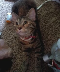 Hartz UltraGuard Plus Water Resistant 7 Month Protection Breakaway Flea & Tick Collar for Cats (3270094268) 27 71LKOe22CjL