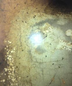 Zoecon Precor 2000 Plus Premise Spray, 16 oz. 18 71LMPbtzh1L