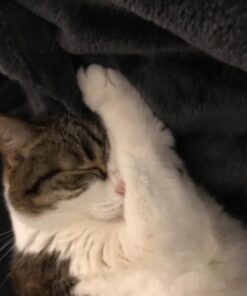 Cottonelle Ultra ComfortCare Big Roll Toilet Paper, Bath Tissue, 12 Toilet Paper Rolls 29 71LRhYGquTL