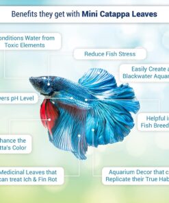 SunGrow 50 pcs Catappa Indian Almond Leaves for Betta Fish Tank Aquarium, 2” Water Conditioner Leaves, Leaf Also Suitable for Shrimp, Goldfish, Guppy and Frogs 50 Leaves 38 71LWN5Gy8dL