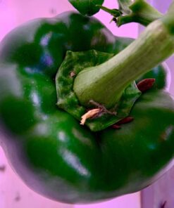 AeroGarden Sweet Bell Peppers Seed Pod Kit (9-pod) Tall Gardens Only Sweet Bell Pepper 43 71LY01eb HL