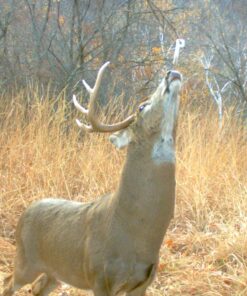 Wildlife Research Key-Wick Scent Dispenser White 10 71LY59UoupL